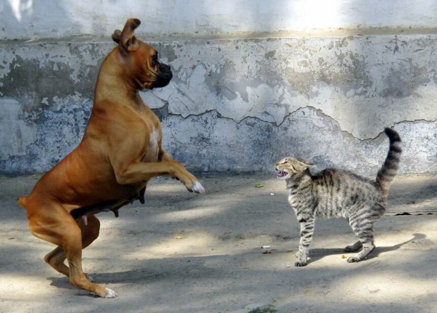 Антоніна Грицаюк-Бійка кота з собакою